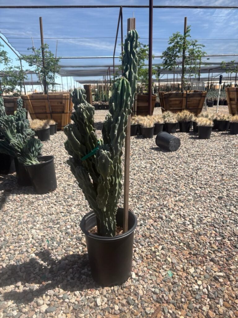 5G Cereus Monstrouse Blue Monstrouse