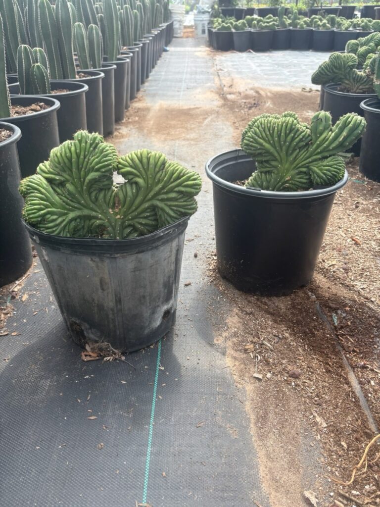 5G Crested San Pedro