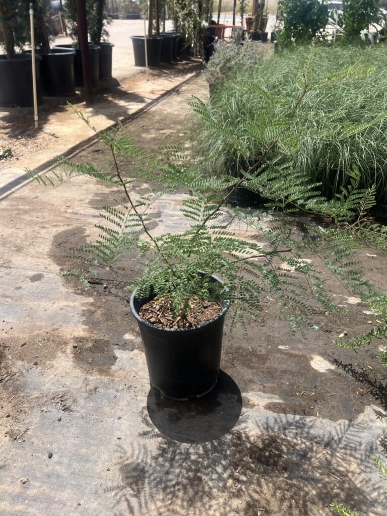 5G Desert Bird Of Paradise