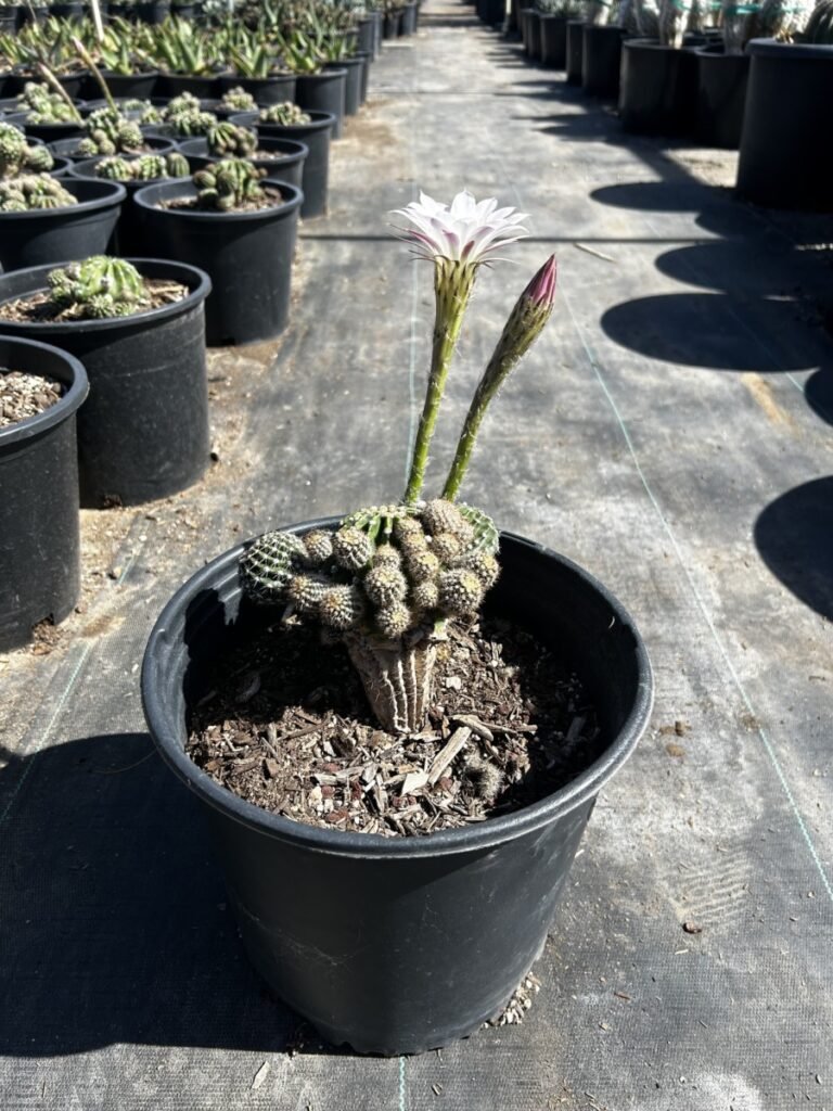 5G Easter Lily Cactus