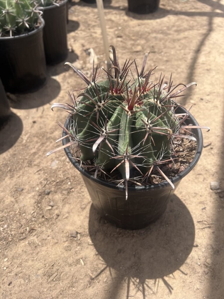 5G Ferocactus Wisleznii