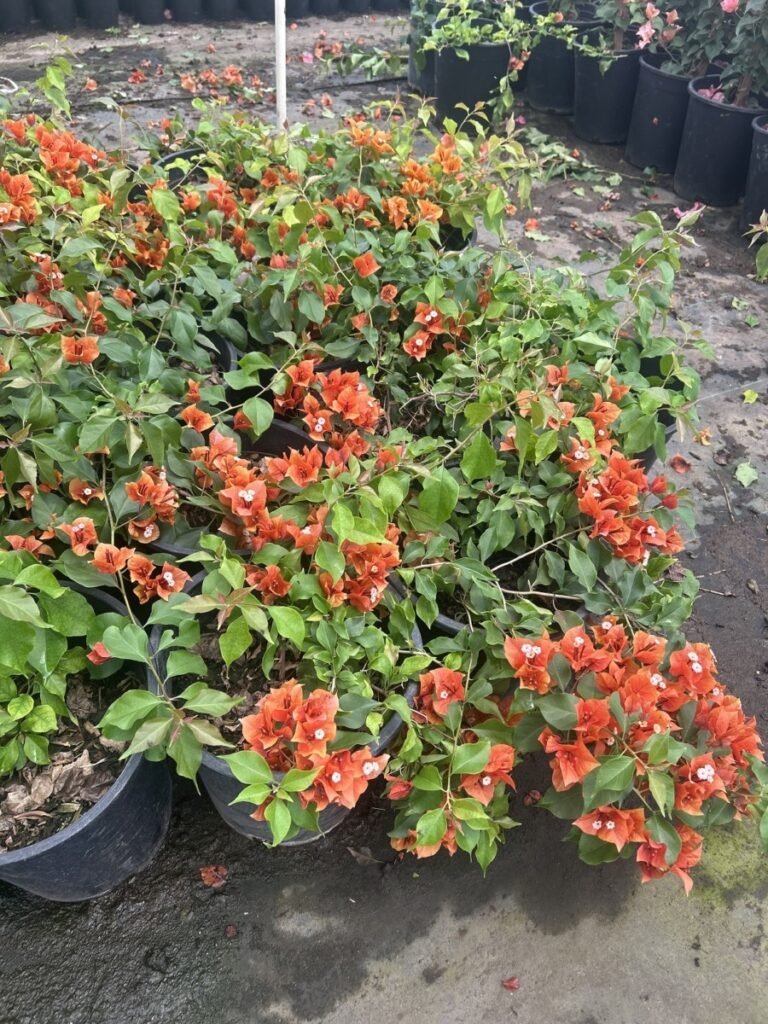 5G Flame Bougainvillea