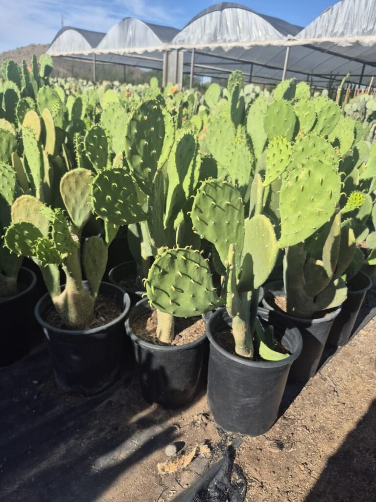 5G Opuntia Elissiana