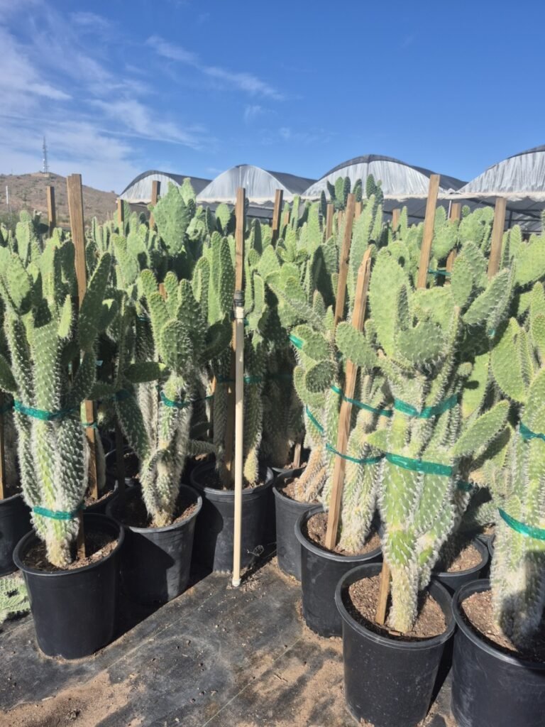 5G Opuntia Snow