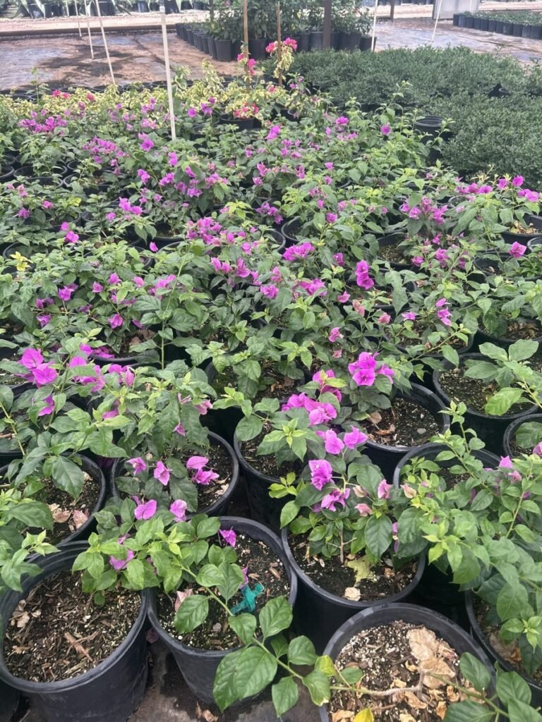5G Purple Bougainvillea