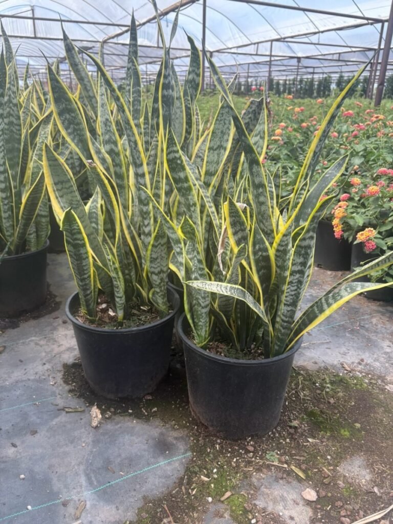 5G Sanseveira Mother In Law Variagated
