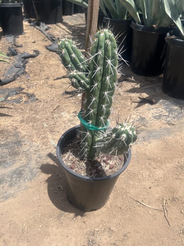 5G Stetsonia Coryne