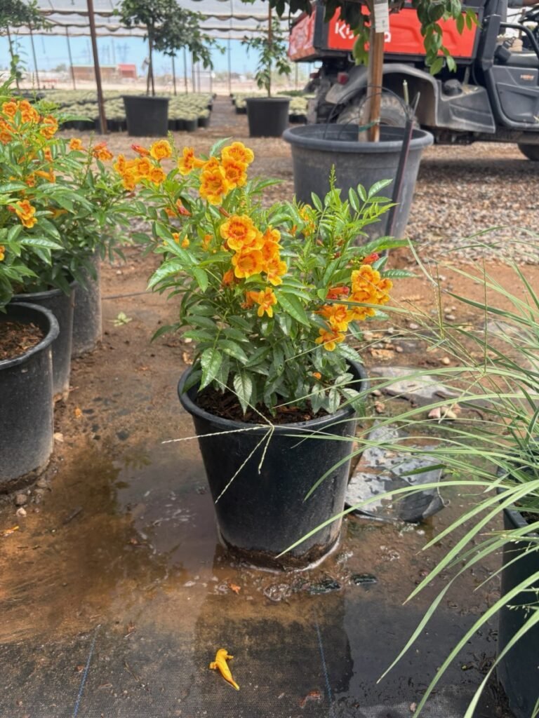 5G Tecoma Sparkellete