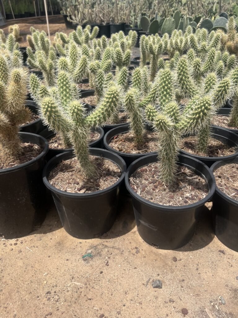 5G Teddy Bear Cholla