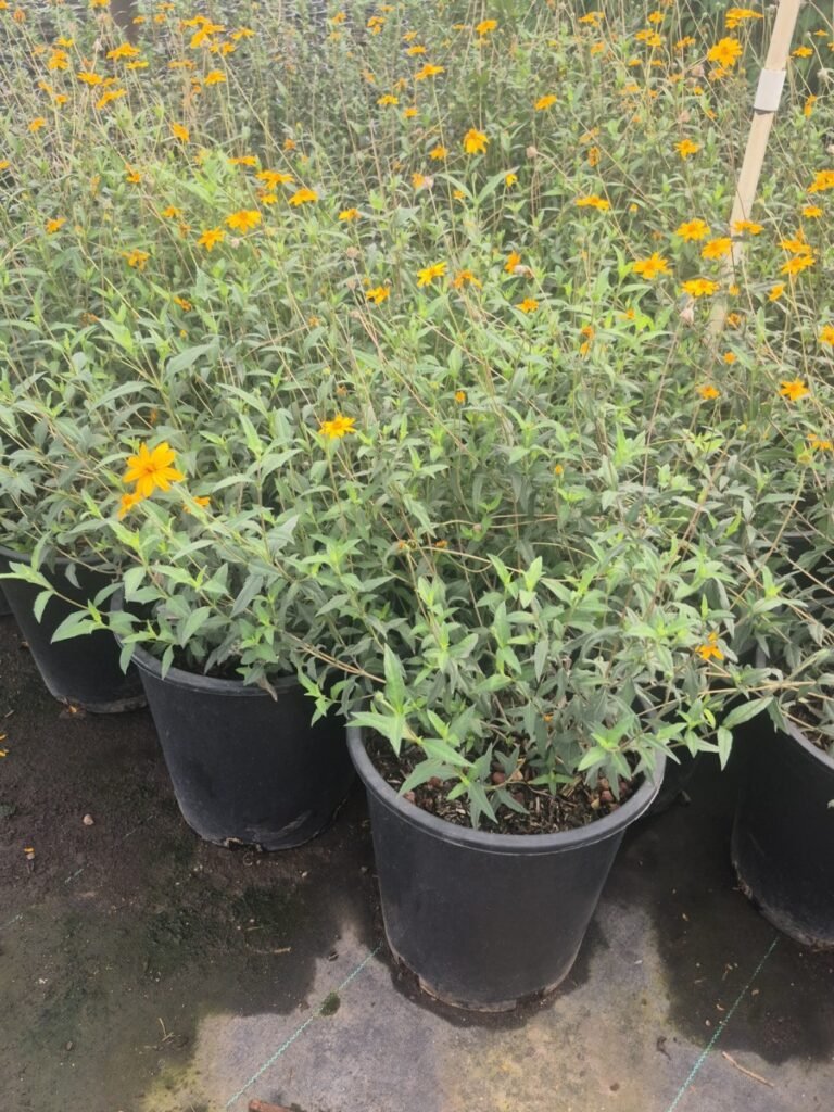 5G Wedelia Texana