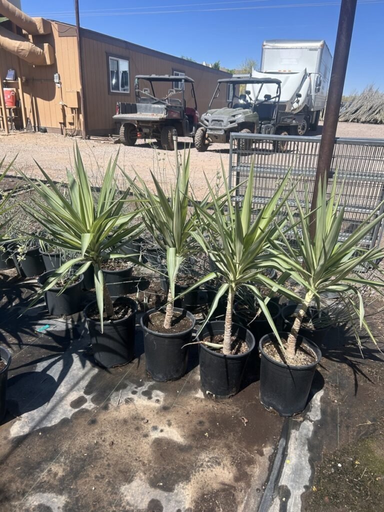 5G Yucca Gloriosa Variegated