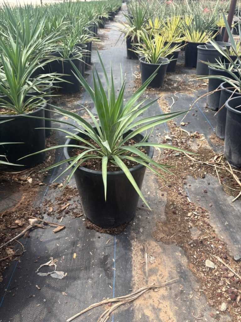5G Yucca Pendula