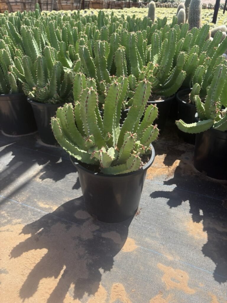 5G Euphorbia Resinifera Morrocan Mound