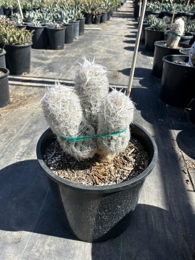 7G Old Man Cactus
