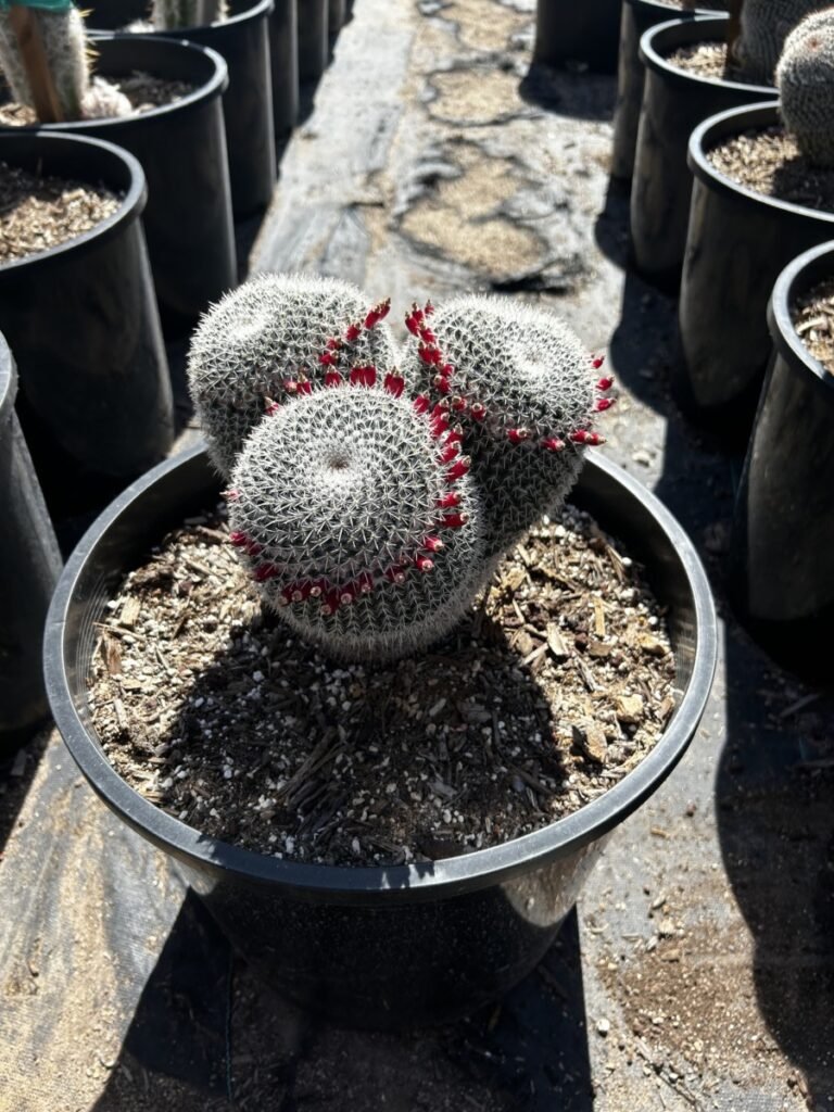 7G Owls Eye Mammillaria