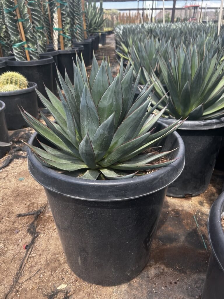 15G Agave Blue Glow