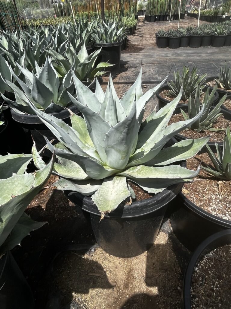 15G Agave Ovatifolia