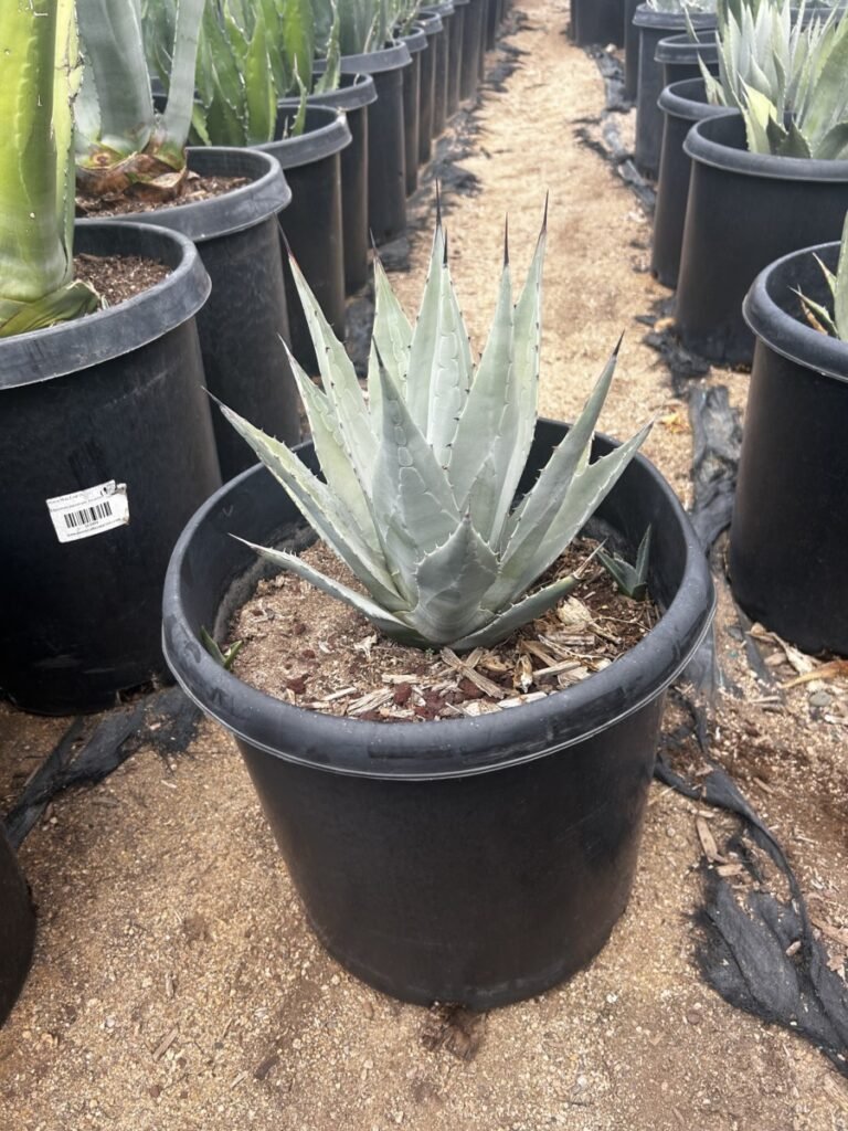 15G Agave Parryi