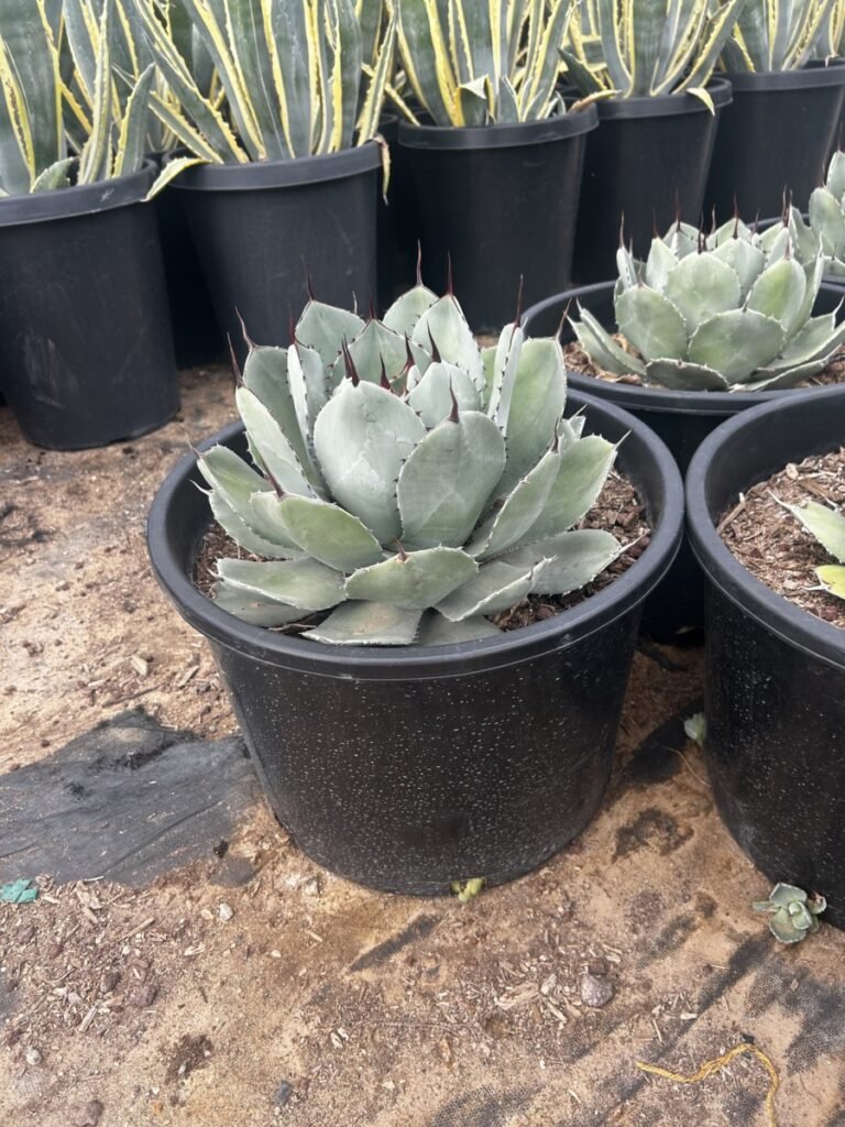 15G Agave Parryi Truncata