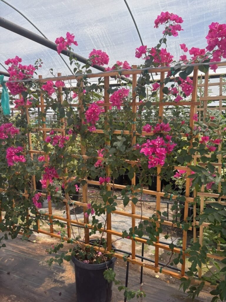 15G Bougainvillea Bk Trellis