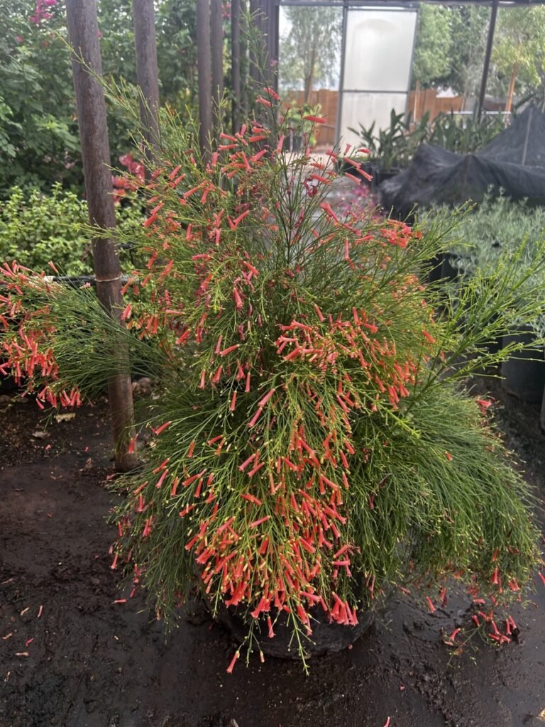 15G Coral Fountain Grass