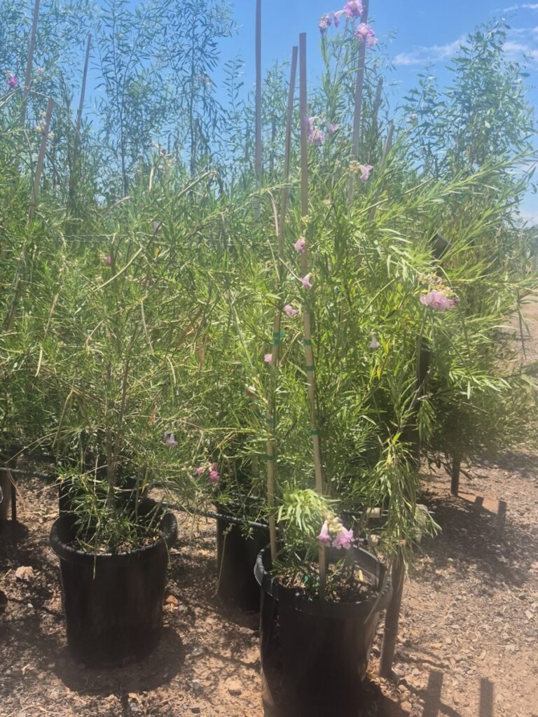 15G Desert Willow