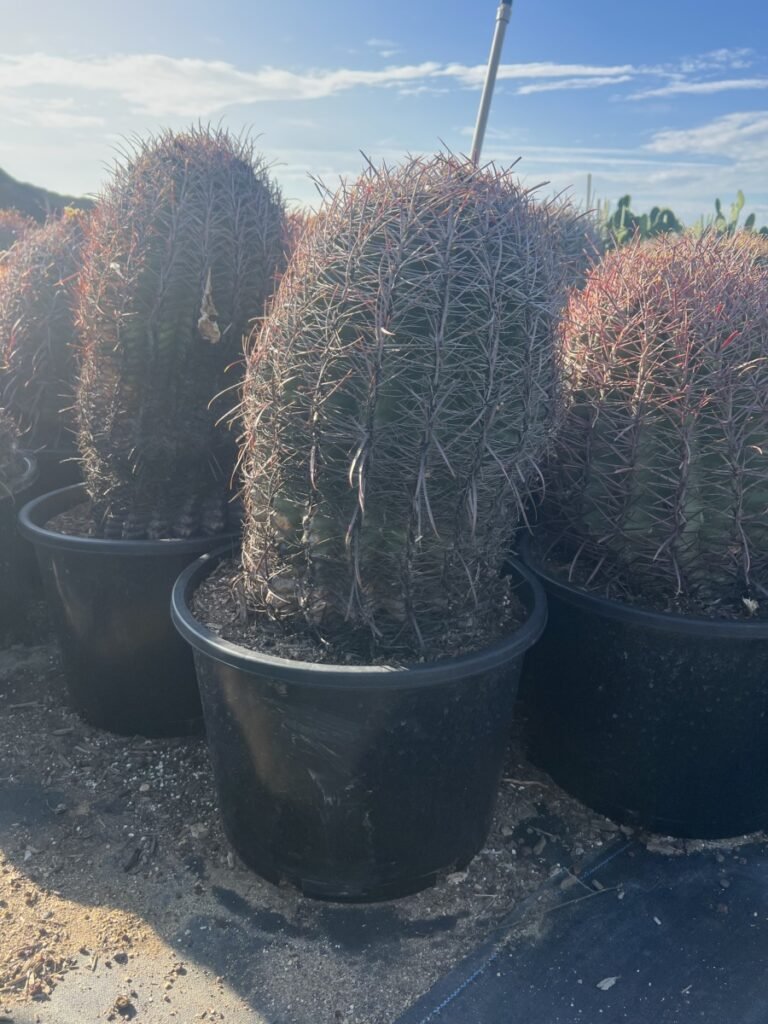 15G Ferocactus Wisleznii