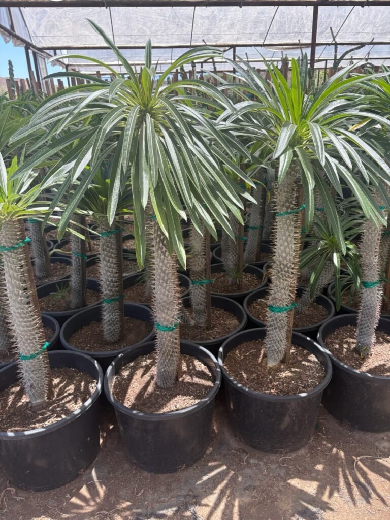 15G Green Madascar Palm