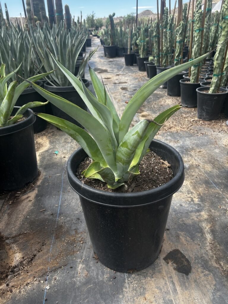 15G Octopus Agave