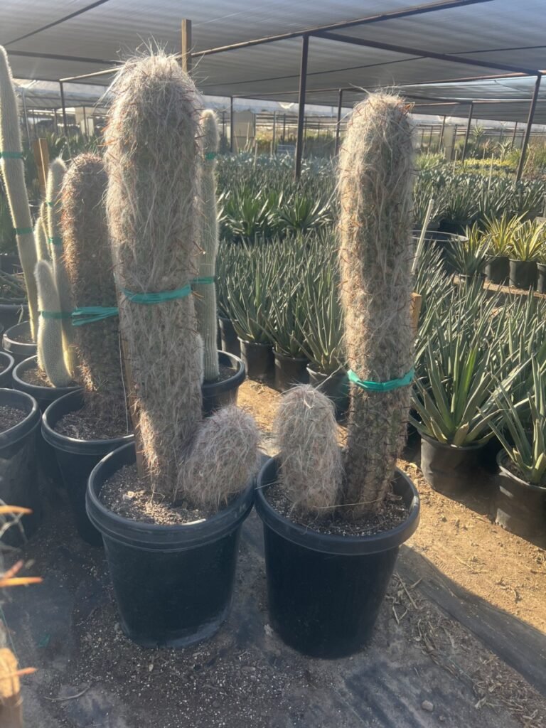 15G Old Man Of The Andes Premium