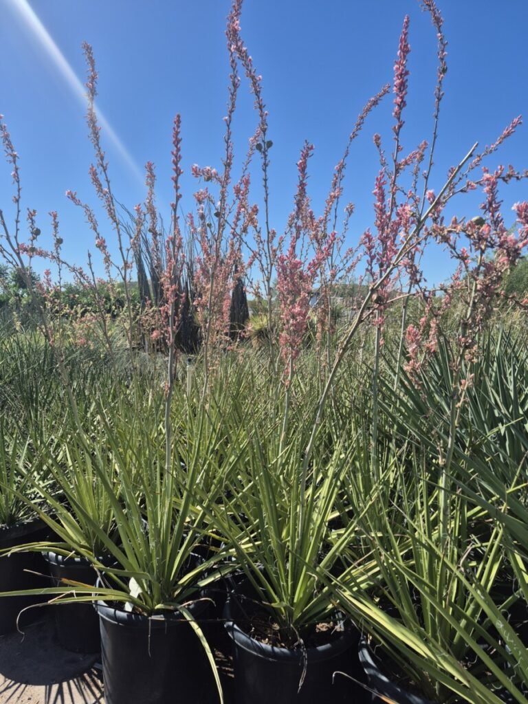 15G Pink Parade Hesperaloe
