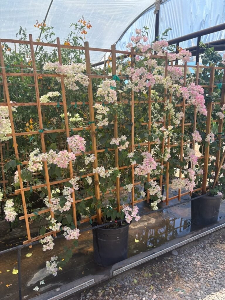 15G Pink Pearl Bugainvillea Trellis