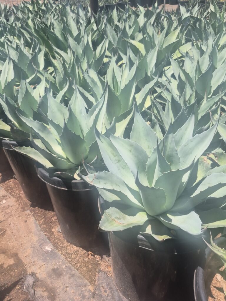 15G Whales Tongue Agave