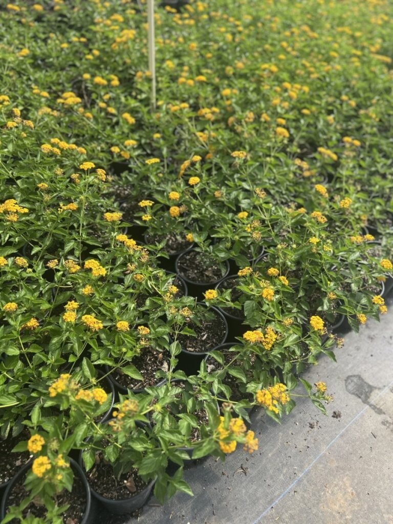 1G Gold Lantana