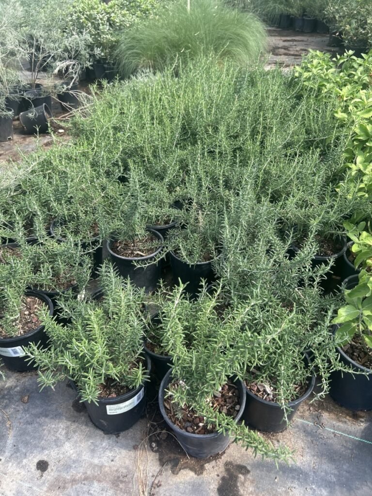 1G Trailing Rosemary