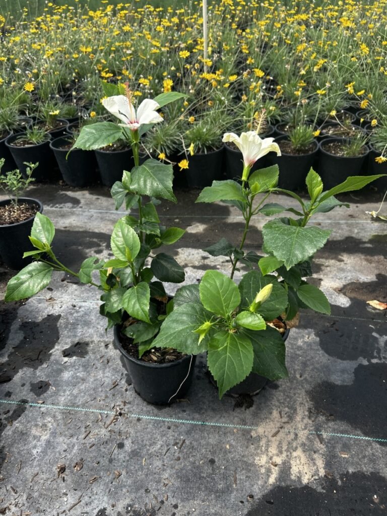 1G White Hibiscus