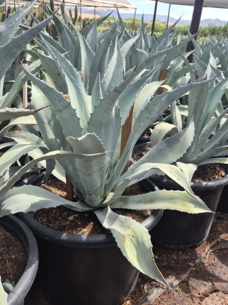 25G Agave Electric Blue