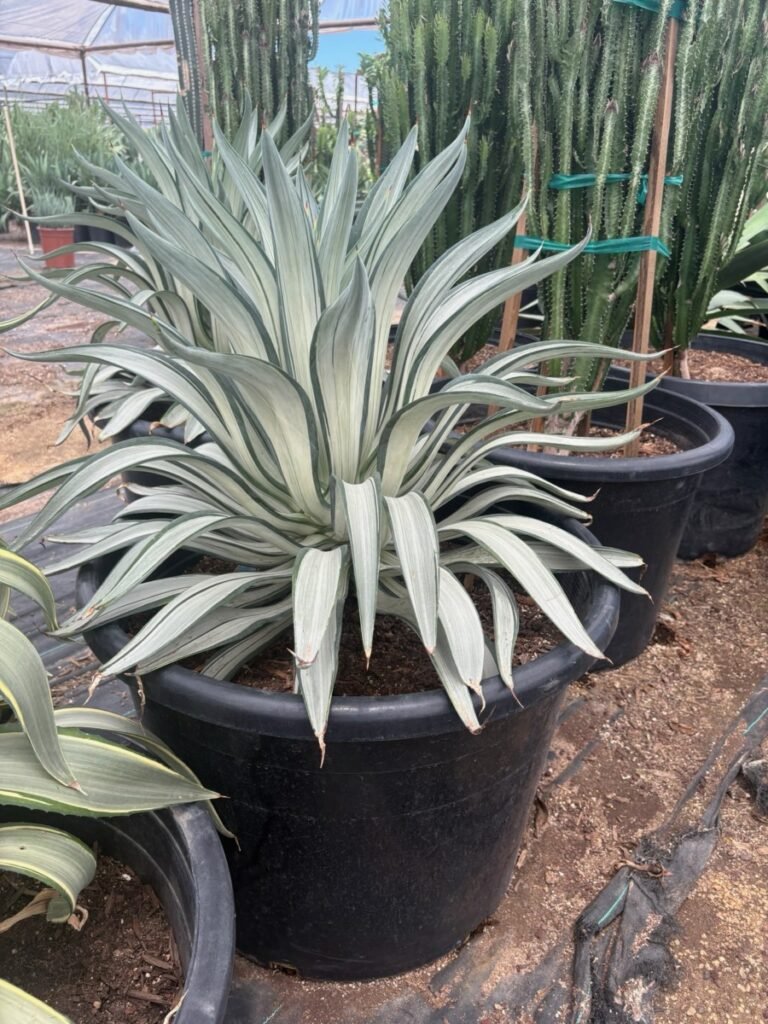 25G Agave Silver Peso