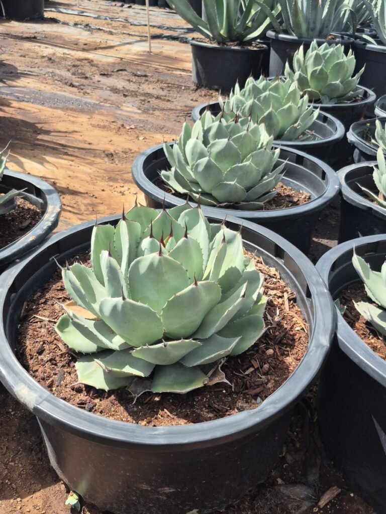 25G Artichoke Agave