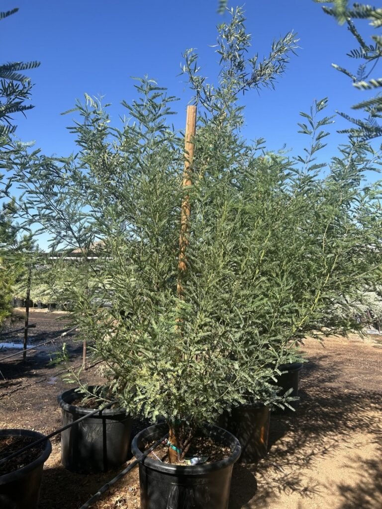 25G Chilean Fuente Ccf Mesquite