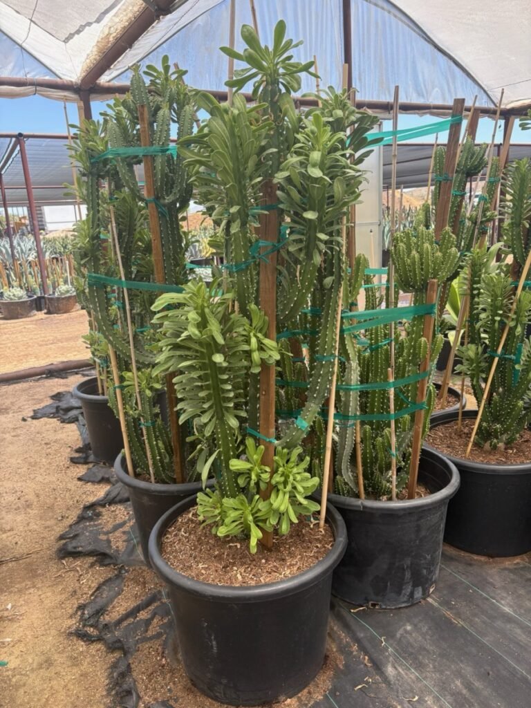25G Euphorbia Royleana