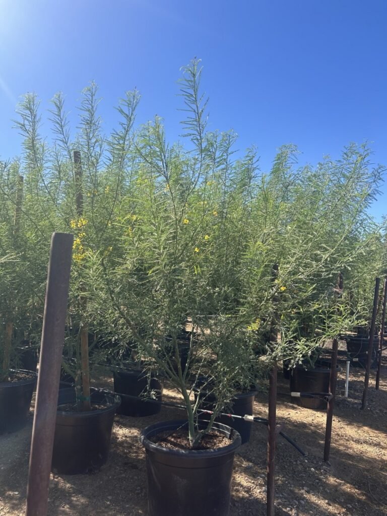 25G Hybrid Palo Verde