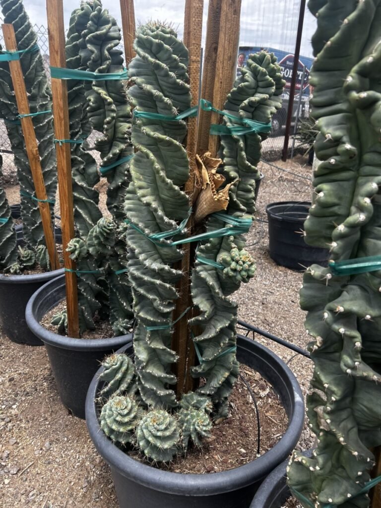 25G Spiral Cereus