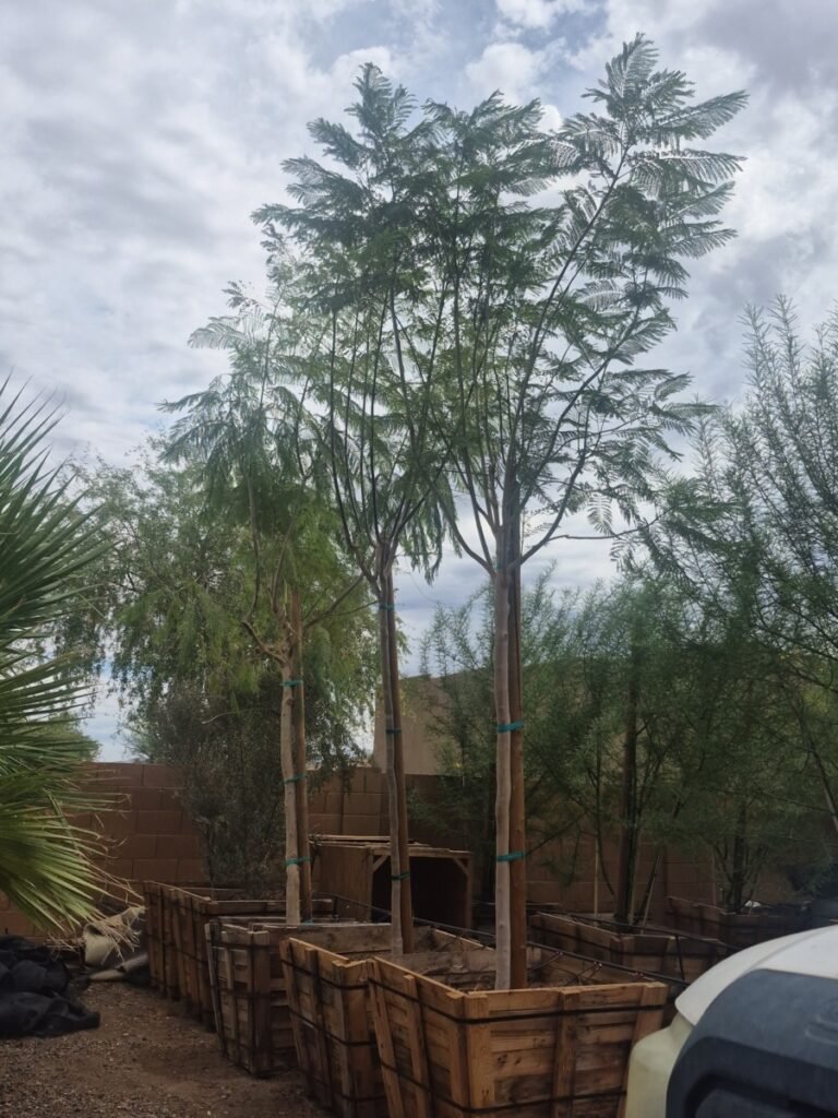 36In Jacaranda