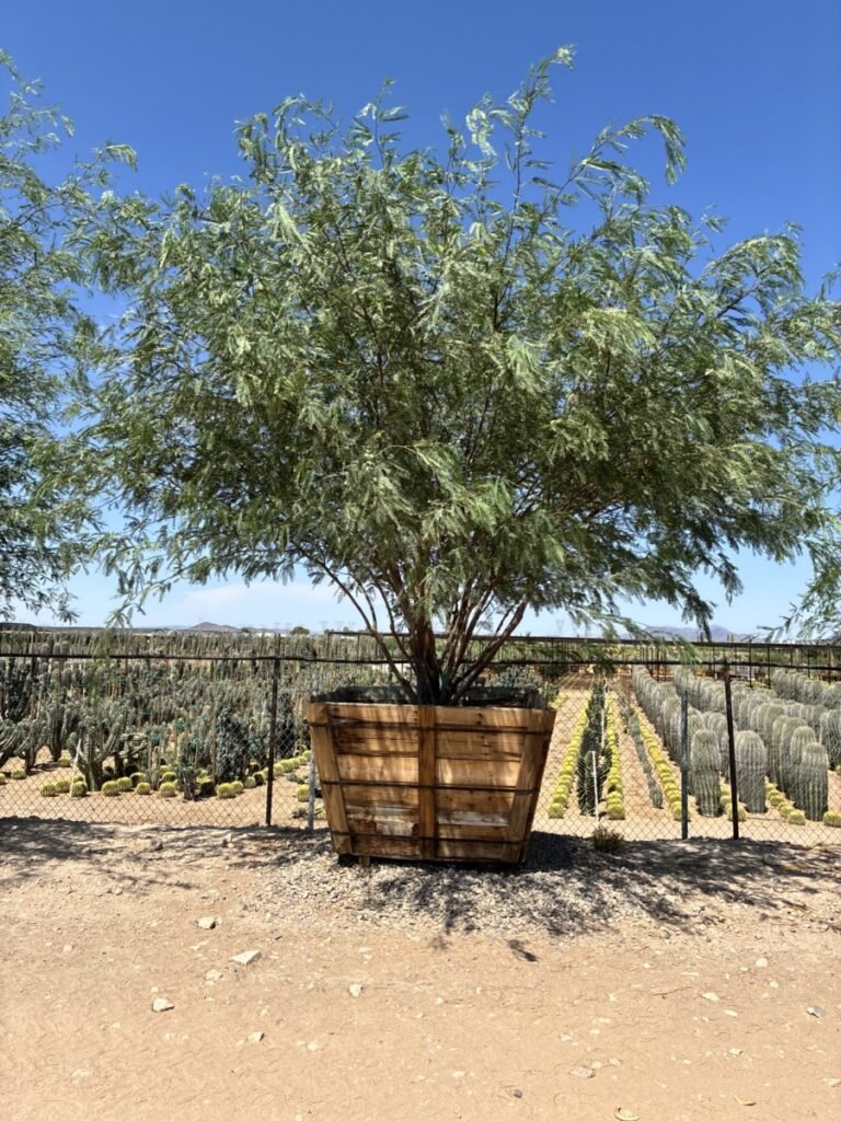 48In Chilean Fuente Ccf Mesquite
