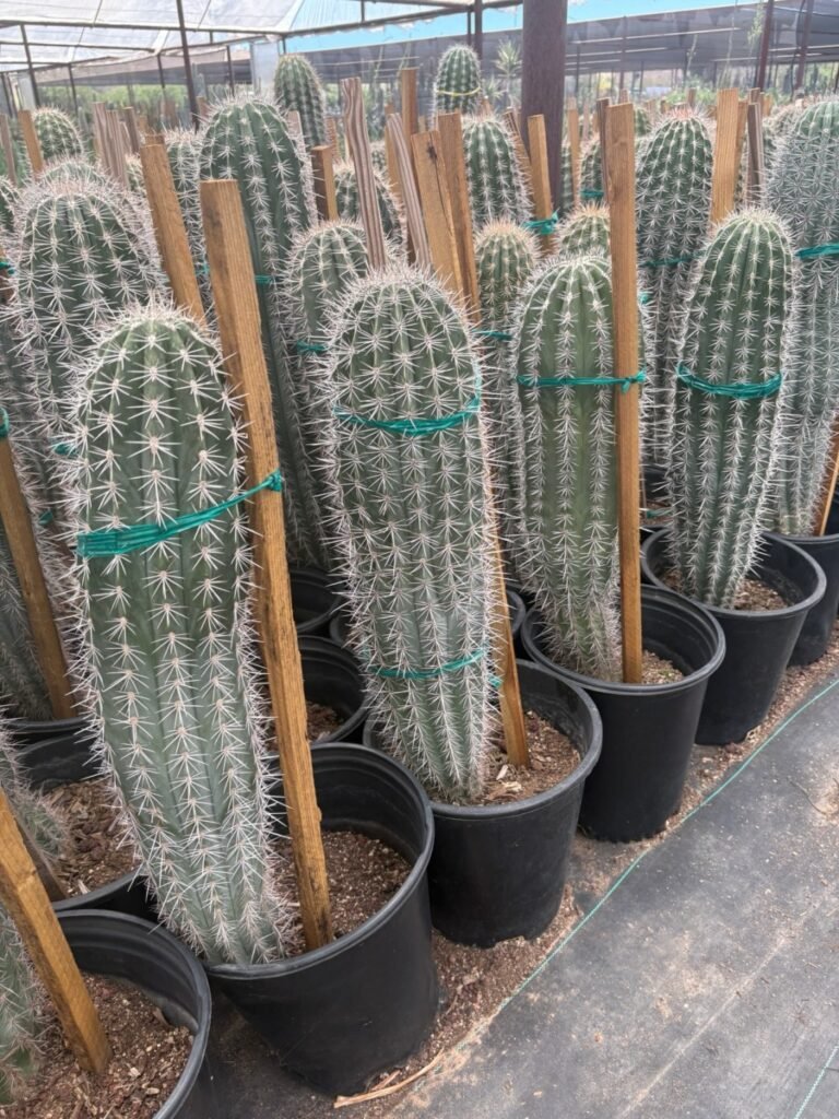 5G Cardon Cactus