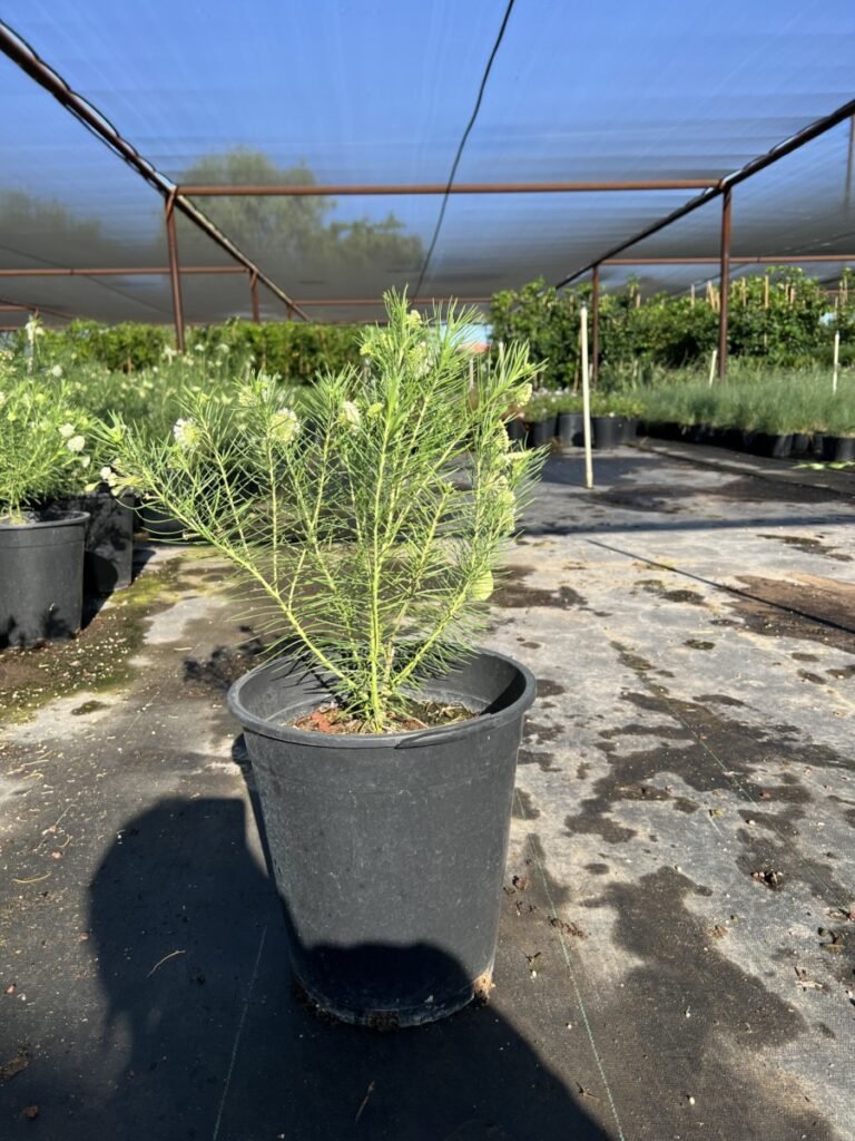 5G Asclepias Linaria