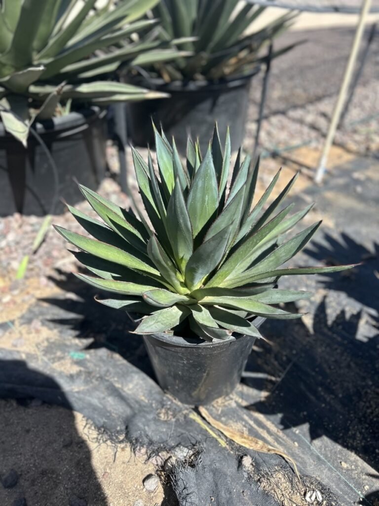 5G Blue Glow Agave