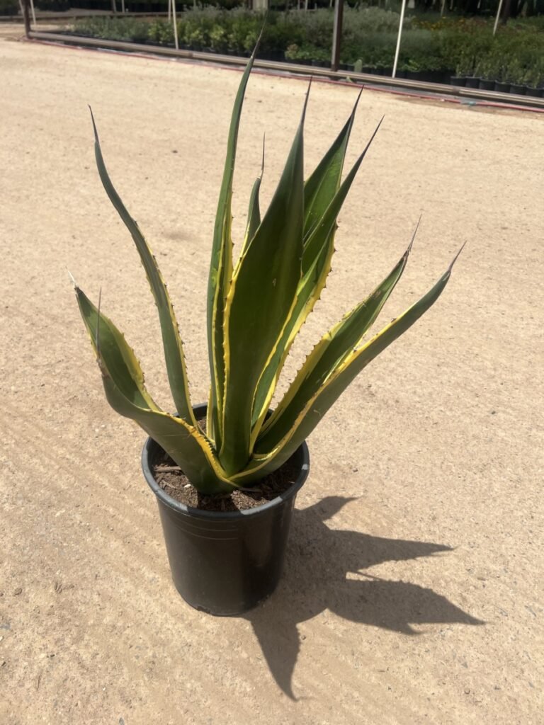 5G Butterfingers Agave