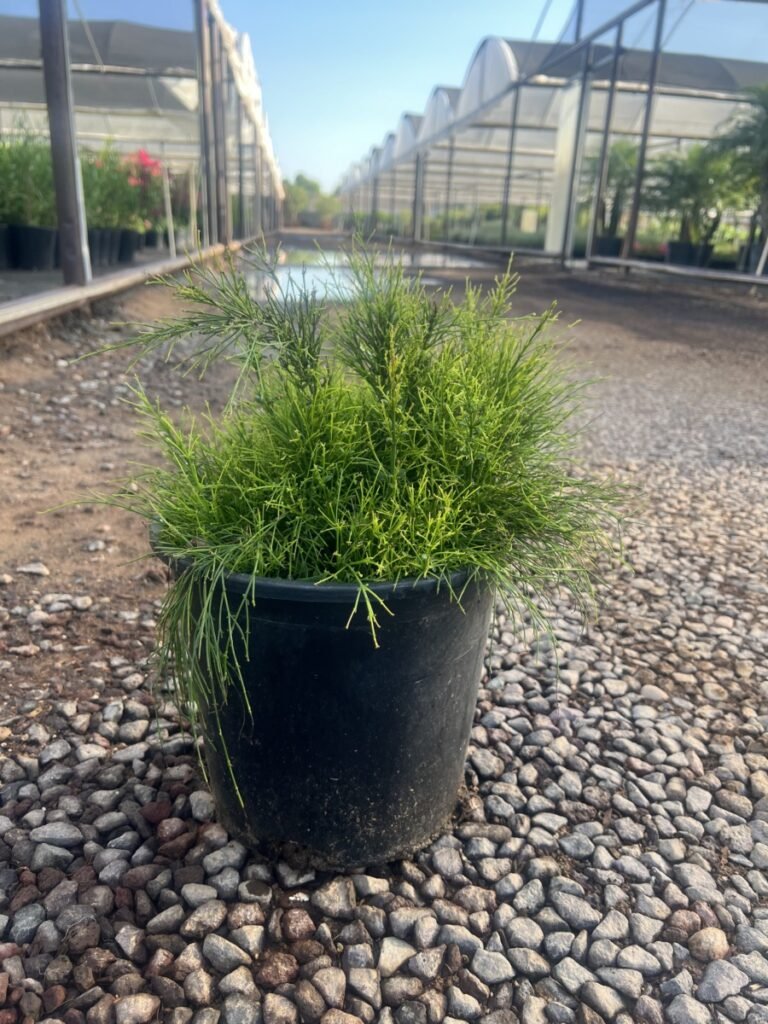 5G Coral Fountain Grass